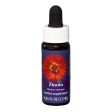 Fes Quintessentials Zinnia 7.5ml Supply