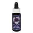 Fes Quintessentials Star Tulip 7.5ml Hot on Sale