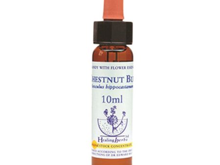 Healing Herbs Chestnut Bud Bach Flower Remedy 10ml Online now