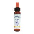 Healing Herbs Cerato Bach Flower Remedy 10ml For Cheap