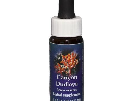 Fes Quintessentials Canyon Dudleya 7.5ml Supply