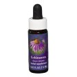 Fes Quintessentials Echinacea 7.5ml Supply